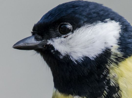 Nikon af-s 200-500mm f/5.6e ed vr test foto 100% crop